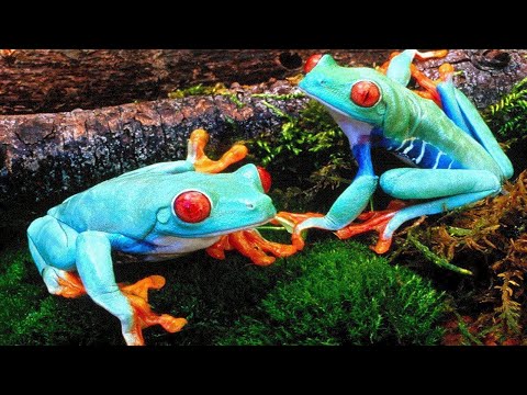 7 Deadliest and Most Dangerous Frogs in the World