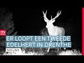 Tweede edelhert gespot in Drenthe & brand bij Doevenkamp aangestoken | RTV Drenthe