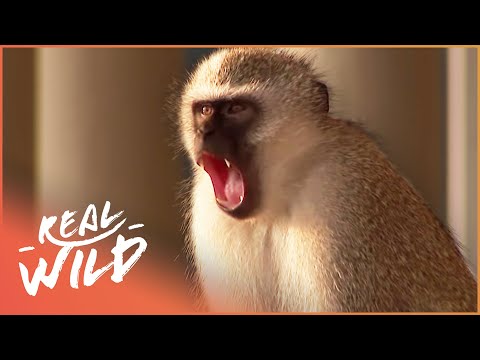The Monkey Turf Wars On Our Streets | Street Monkeys