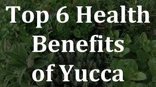 Top 6 Health Benefits of Yucca - Health Benefits of Yucca