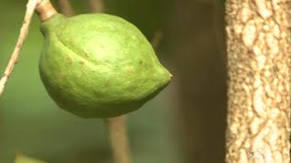 Miniatura do vídeo