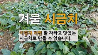 겨울 시금치 이렇게 하면 잘 자라고 맛있는 시금치 만들 수 있습니다. #주말농장 텃밭 가꾸기.