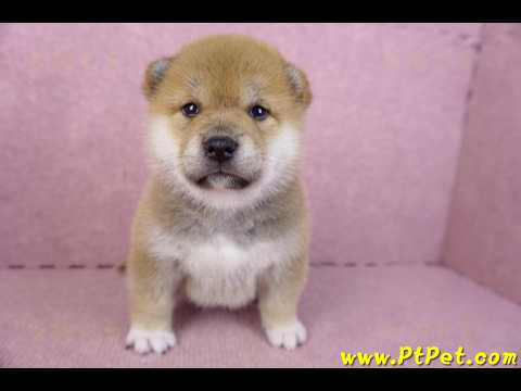 02/06赤色柴犬母幼犬2號