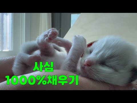 꼬물이의 극대노 I 집안의 방랑자