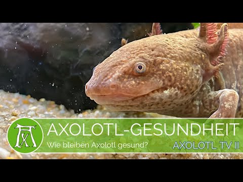 Wie bleibt dein Axolotl gesund? (Wichtig/Axolotl Krankheit/Axolotl Gesundheit)