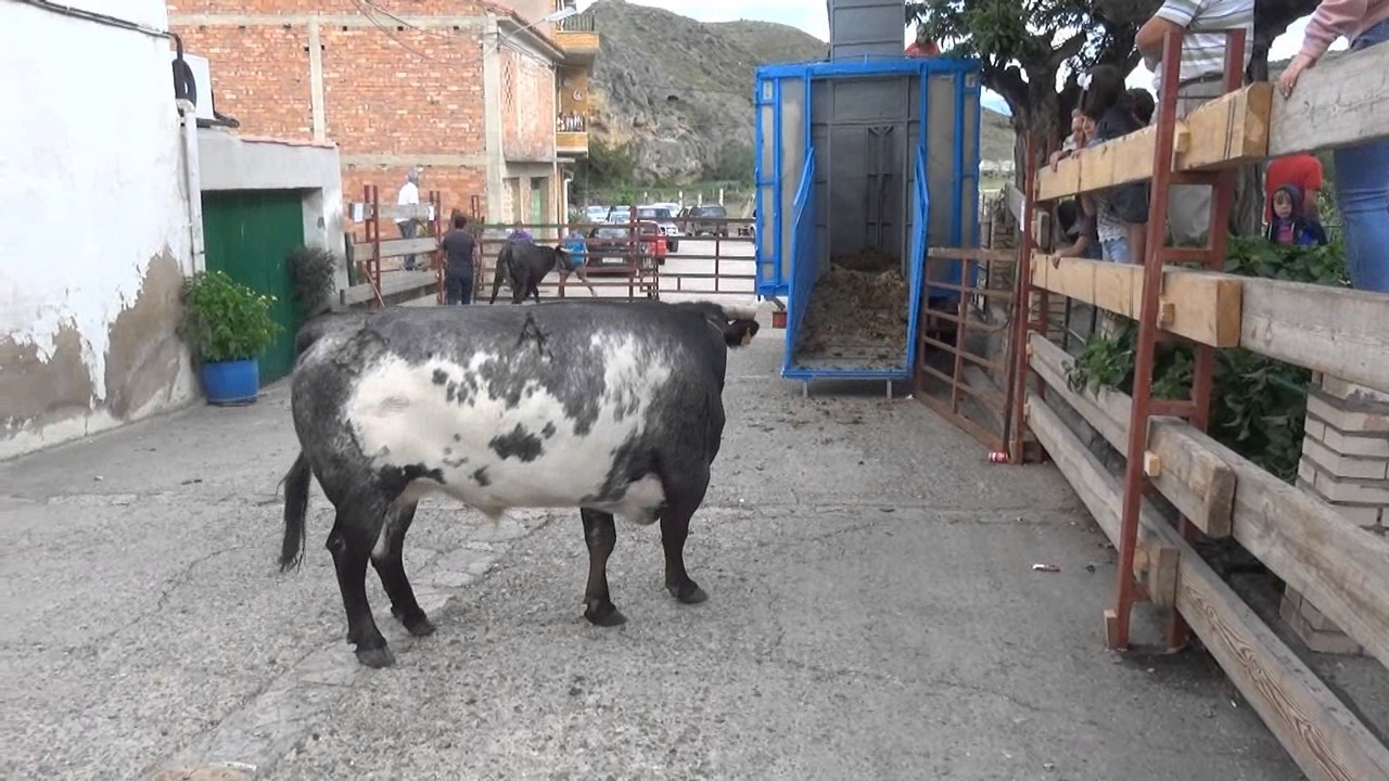 Watch CARGA GANADO BRAVO HNOS. COLOMA EN LAS VENTAS (LA RIOJA) 29 -06- 2017. Now CARGA GANADO BRAVO HNOS. COLOMA EN LAS VENTAS (LA RIOJA) 29 -06- 2017.