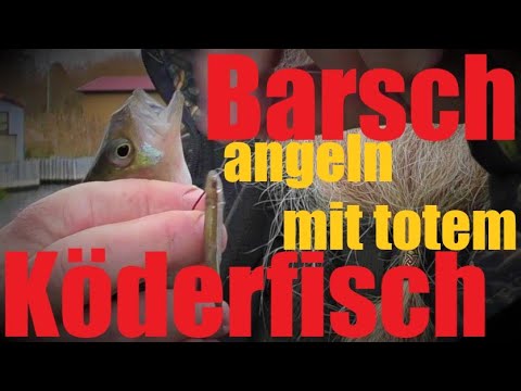 Mit totem Köderfisch BARSCHE angeln - Toter Köderfisch an Pose und Grundmontage - ANGLERSCHWATZ