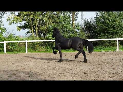 Stal Okkema's Dauwe H - Jouwe x Uldrik - Gelding - 160 - 2017