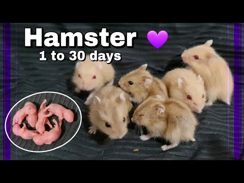 Hamster do nascimento ao desmame (anão russo) 1 to 30 days newborn babies | Vivian Roncon