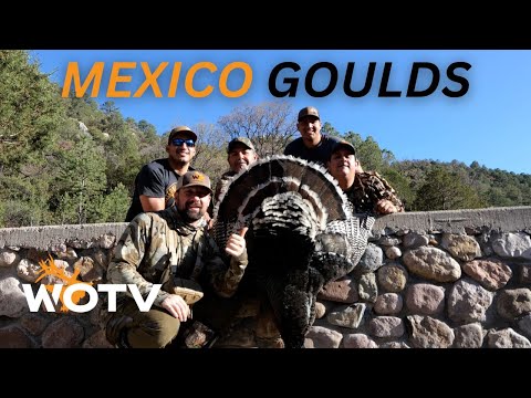 Goulds Turkey — Chihuahua Desert