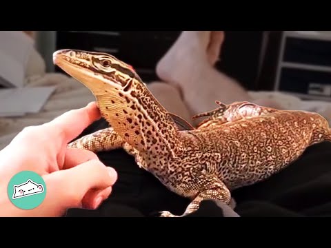 Sassy Lizard Won't Let Man Catch A Break From His Affection | Cuddle Buddies