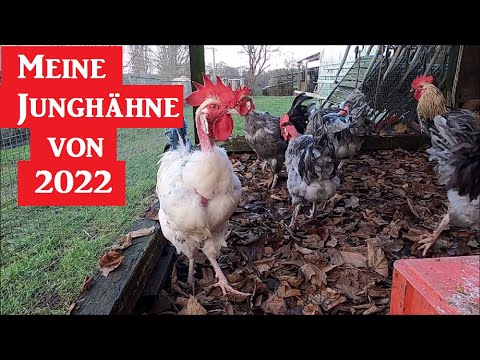 Meine Junghähne von 2022 im Januar 2023 !
