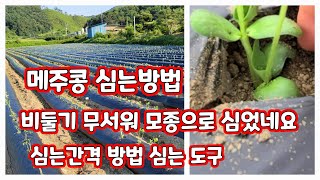 메주콩 심기 심는방법 간격 기구 등 [콩재배방법]