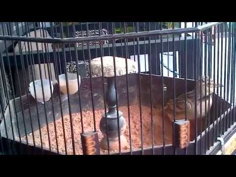 La Calandria. Pedro Infante