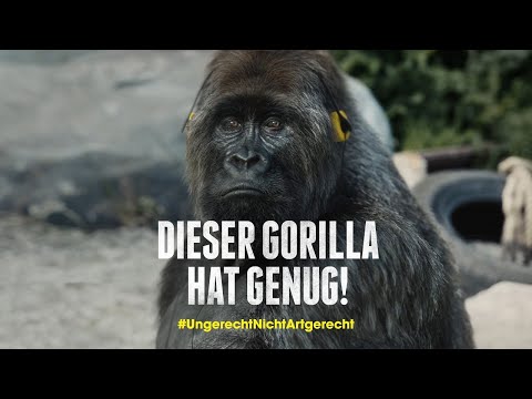Dieser Gorilla hat genug – Menschenaffen raus aus Zoos!