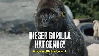 Dieser Gorilla hat genug – Menschenaffen raus aus Zoos!