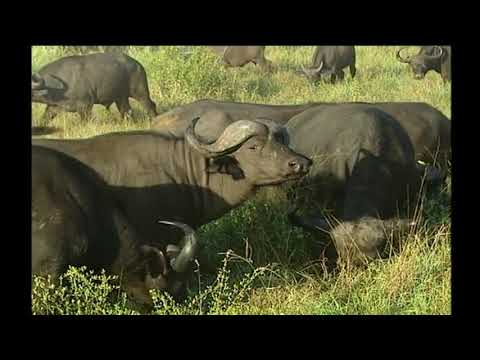 Disputa dos Grandes Felinos