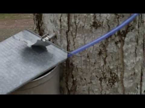 YouTube video about: What size drill bit for tapping maple trees?