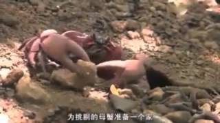 Devendra Banhart - Shabop Shalom (UNOFFICIAL VIDEO) The Life of Credence the Crab