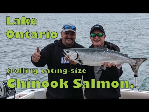 Csf 33 08 Great Lakes eating-size Chinook Salmon action.