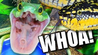 LEOPARD GECKO BREEDING AND VENOMOUS SNAKES! Brian Barczyk by Brian Barczyk
