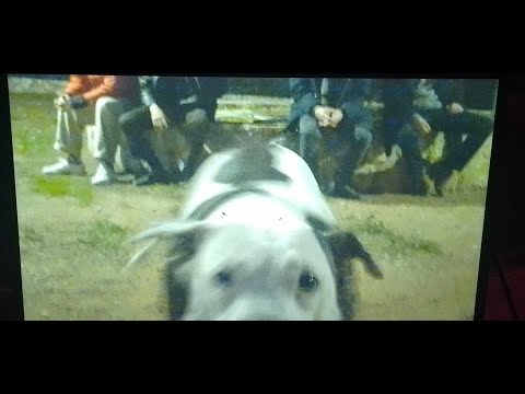 The Jet Black - Lemondrops