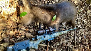 ジャワカレーの最強の辛さのやつで行くとは……..、ワイルドにワイルドを重ねててすげえ🦌 - ニホンジカごろごろカレーを煮込んでハイボールをキメるだけの動画