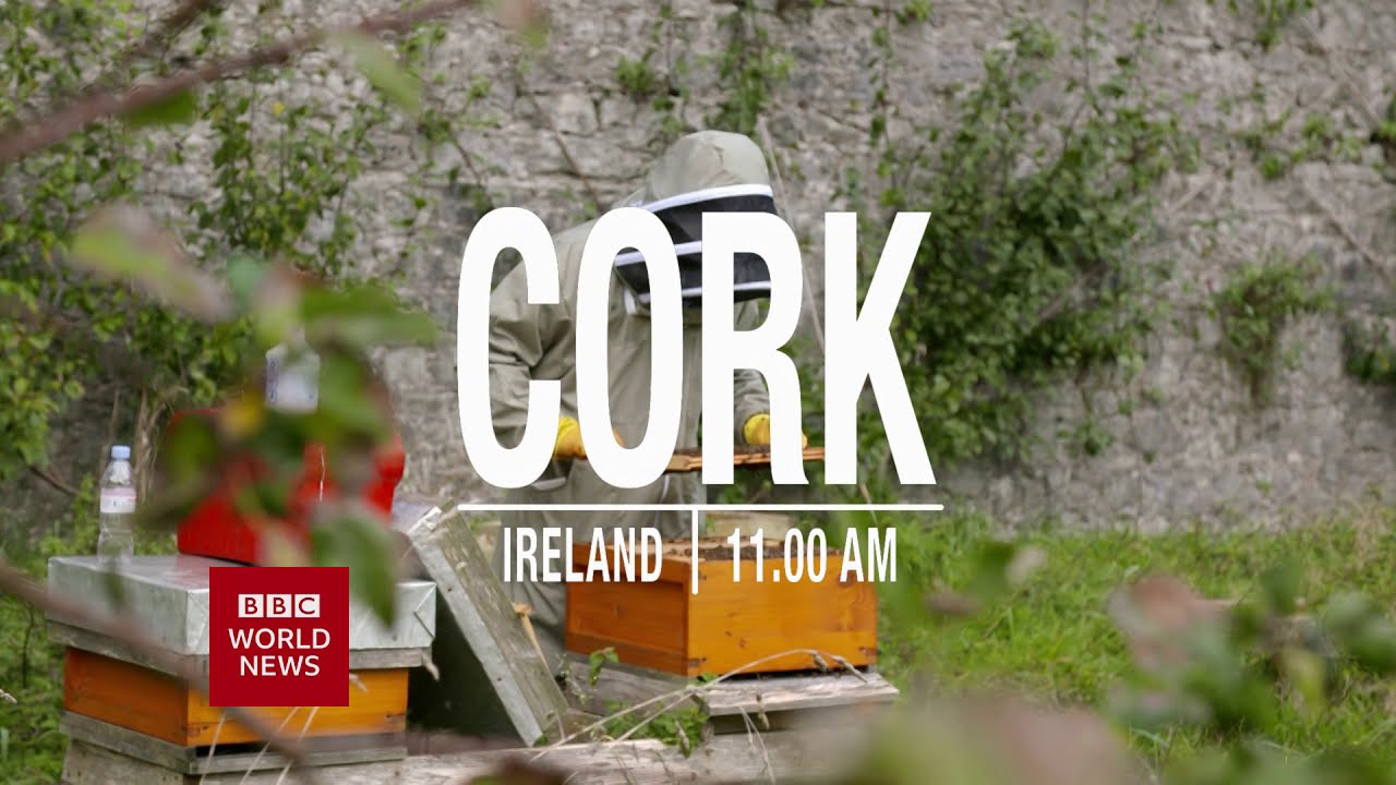 Could we use beekeeping technology to help slow the decline of bees?