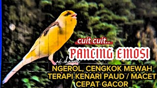 Download lagu SUARA BURUNG KENARI GACOR CENGKOK MEWAH COCOK BUAT PANCINGAN KENARI PAUD / MALAS BUNYI BIAR GACOR mp3