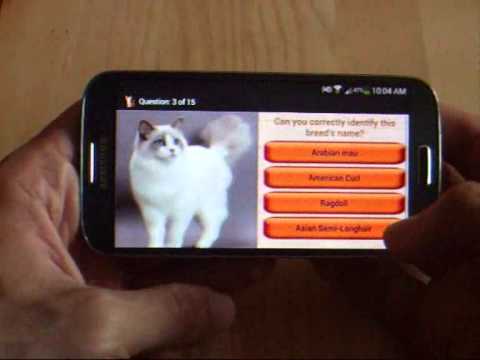 Domestic Cat Breeds Video