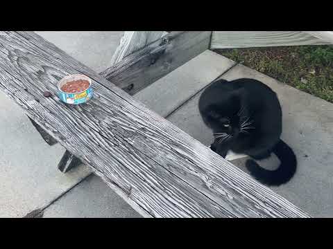 A beautiful evening with campus cats 🥰🥰 #cat #cutecat #campuscat