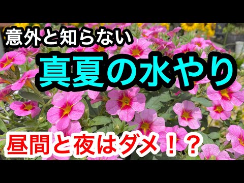 園芸 休暇中に植物に水をやるときのヒント