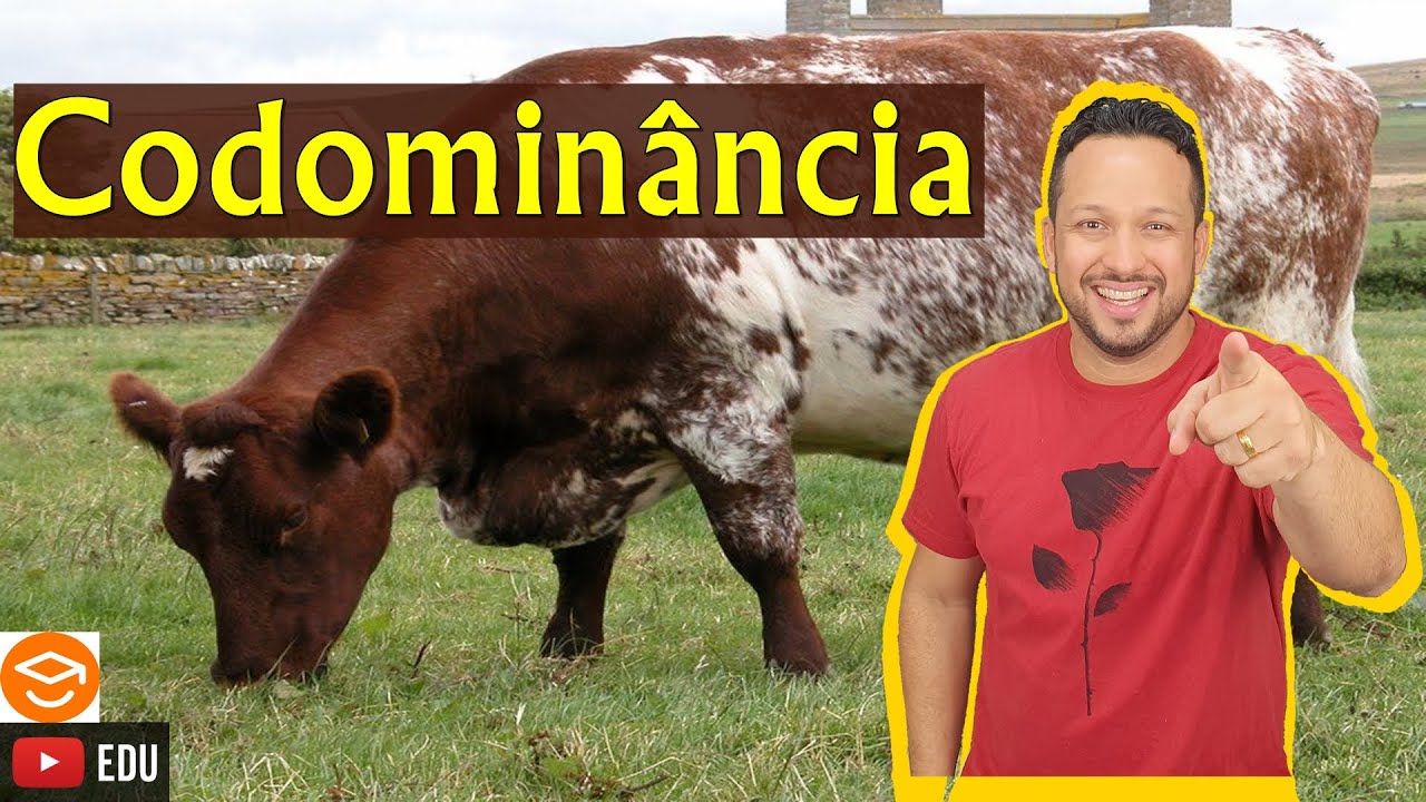 Codominância - Genética - Biologia com o Tubarão