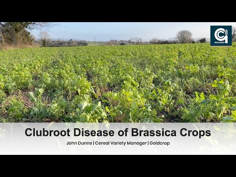 Clubroot Disease of Brassica Crops