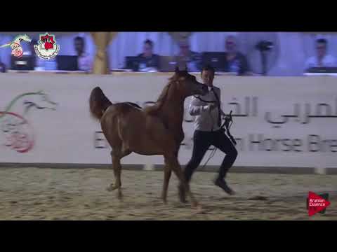 N.66 ROUWAYA AL ZOBAIR - Emirates AHBC