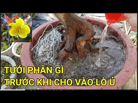 🔴 QBS22338 - TƯỚI PHÂN GÌ CHO CÂY MAI TRƯỚC KHI Ủ NHIỆT | CHĂM SÓC MAI TRONG LÒ Ủ TƯỚI PHÂN GÌ