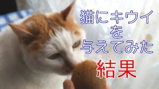 猫にキウイを与えてみた