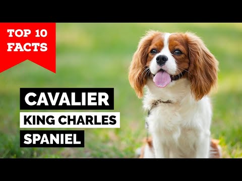 Cavalier King Charles Spaniel – Top 10 Fakten