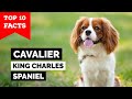 Cavalier King Charles Spaniel Top 10 Fakten