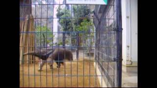 オオアリクイ.日本.東京.上野動物園.大食蟻獸 (2006年 )