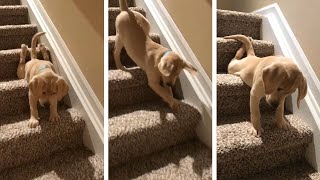 Lab puppy figures out stairs