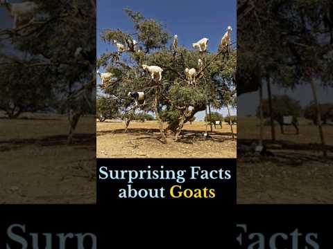 , title : 'Surprising Facts about Goats #goat'