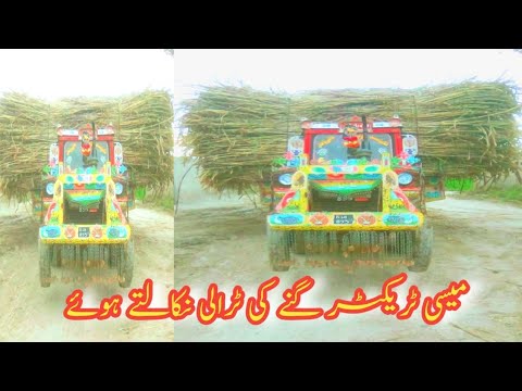 Massey Ferguson Pulling Heavy Load Troly Of Sugar cane #layyah