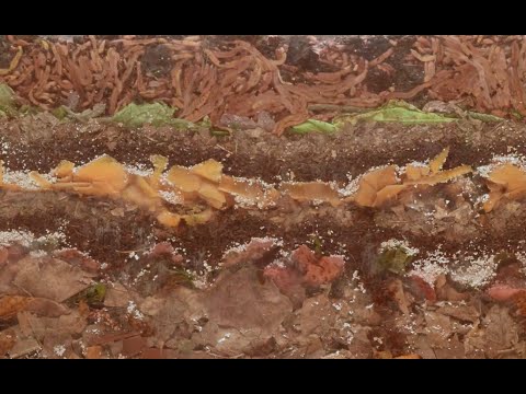 Densely Packed Worm Farm 60-day FULL Time-Lapse - vermicomposting