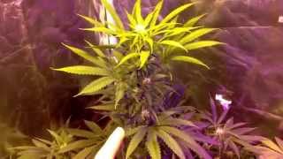 Garden update ,veg plans,impressive Micky kush