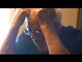 Angry Grandpa The Sixth Movie