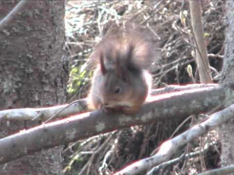 Photo story Rælingen face.wmv