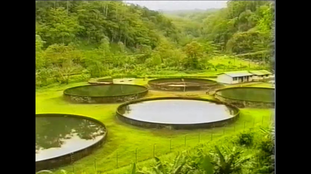 Water for Life: protecting Samoa's most precious natural resources