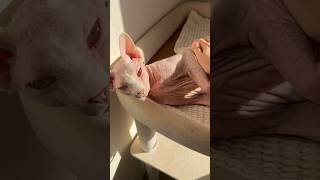 ママが近づくと喜ぶ猫アレクサンドラ【スフィンクス】