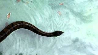 preview picture of video 'Cottonmouth from Edisto Island Serpentarium'